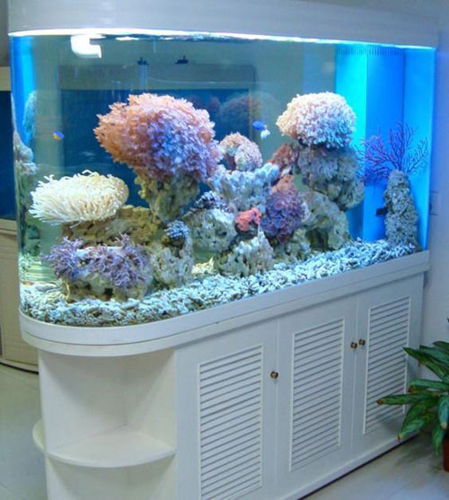 居家养鱼风水讲求，怎么养鱼招财气？